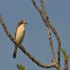 Woodchat Shrike